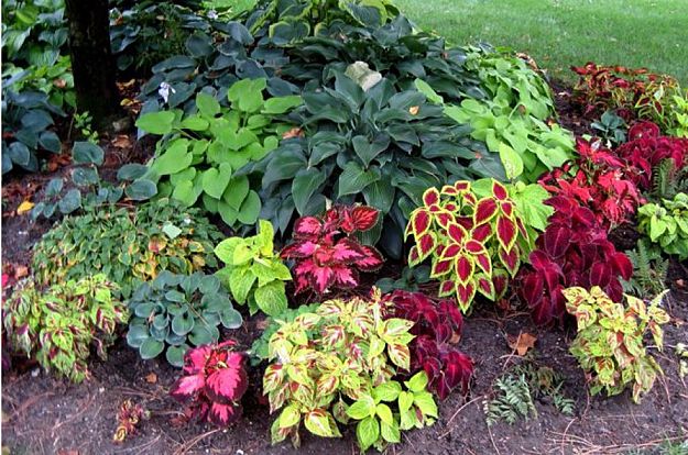 Color Varieties | Shade Garden Plans | Smart Design Tips And Ideas For A Shaded Garden