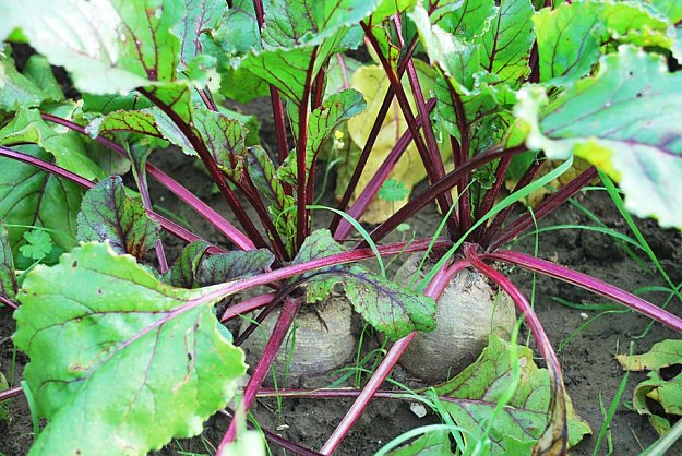Beet | Easy To Grow Vegetables For Gardening Beginners | Vegetable Gardening Tips 