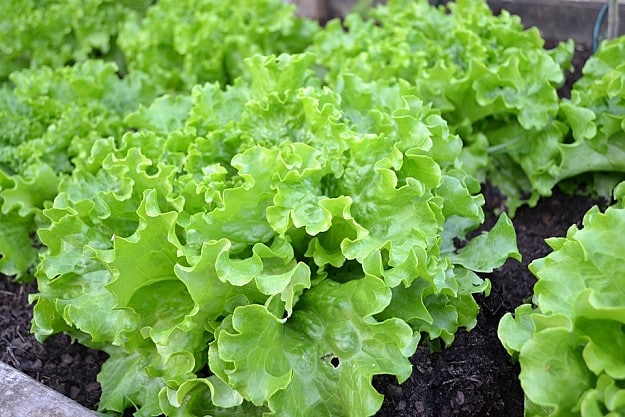 Lettuce | Easy To Grow Vegetables For Gardening Beginners | Vegetable Gardening Tips 