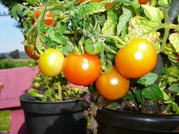 Tomatoes | Easy To Grow Vegetables For Gardening Beginners | Vegetable Gardening Tips 