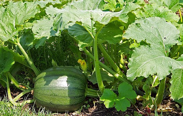 Pumpkin | Easy To Grow Vegetables For Gardening Beginners | Vegetable Gardening Tips 