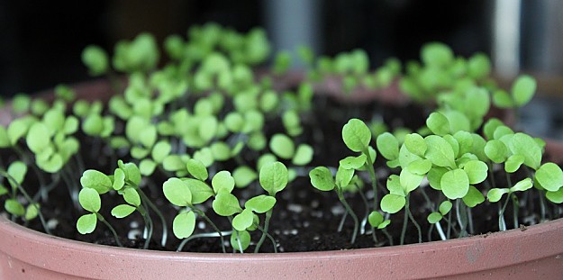 How To Grow Lettuce | Easy To Grow Vegetables For Gardening Beginners | Vegetable Gardening Tips 