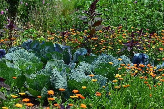 Practical Edible Landscaping Ideas Perfect For Every Garden | Garden Planning And Design | Practical Tips, Tricks, Ideas, And Guides