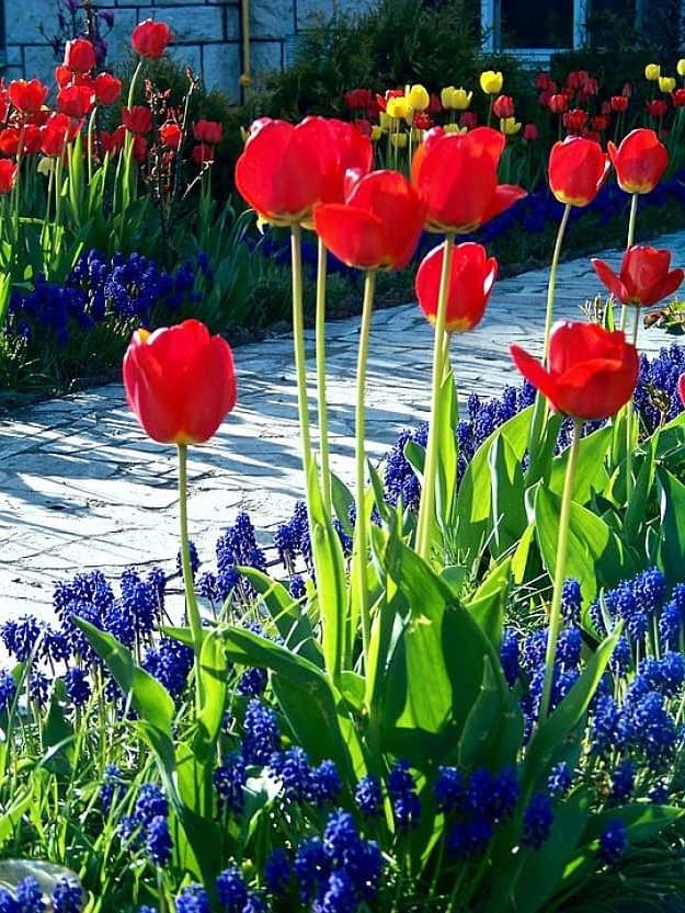 How To Grow A Stunning Perennial Garden | Garden Planning And Design | Practical Tips, Tricks, Ideas, And Guides