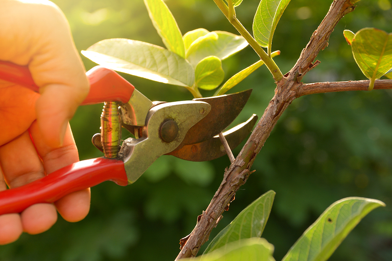 General Technique for Pruning With Hand Pruners