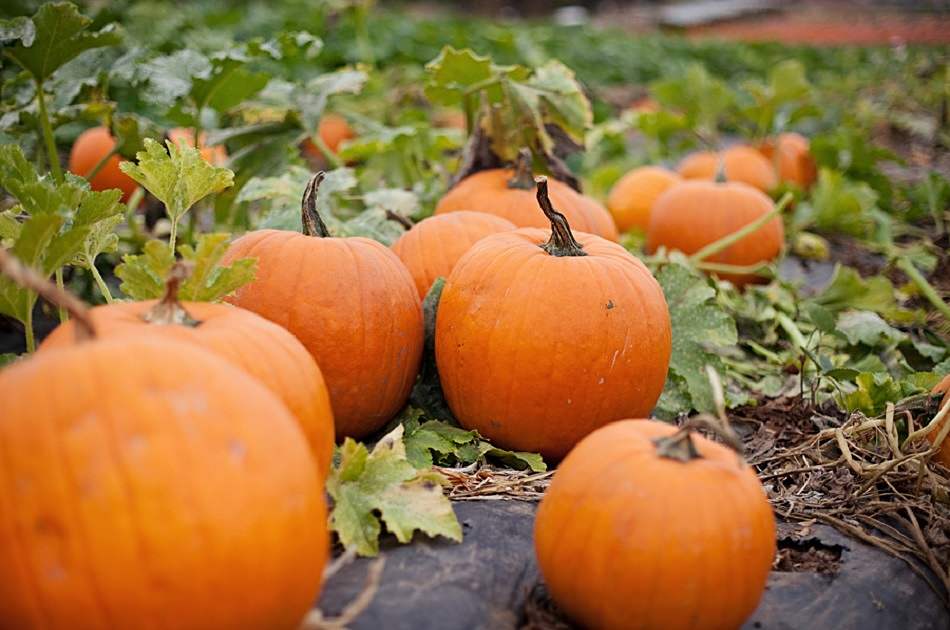 How To Grow A Pumpkin Patch