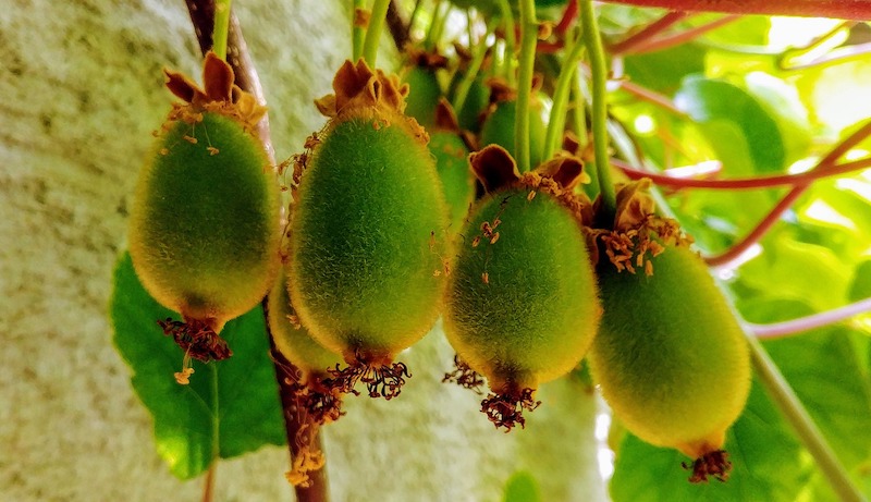 Growing Kiwi Fruit - How to Grow Kiwi Fruit - Allotment & Gardens