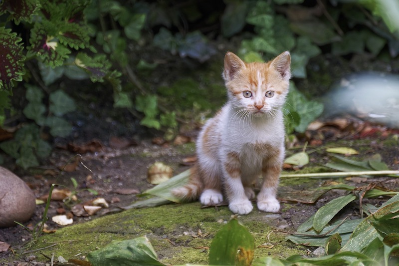 How To Make Plants Work As Natural Cat Repellent