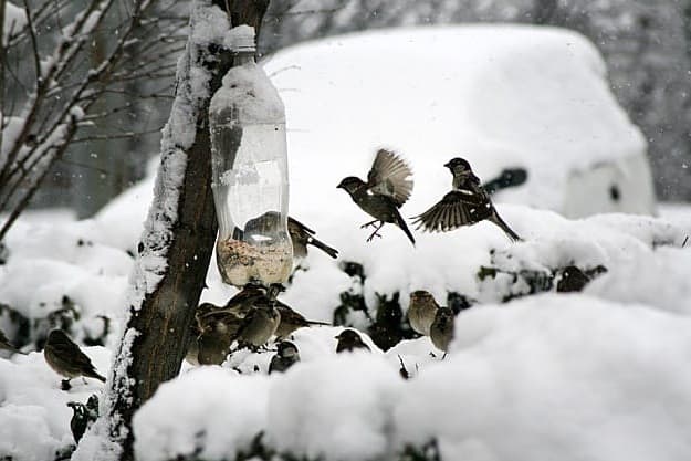 Give Birds Love | Practical Garden Ideas For Winter For A More Productive Season