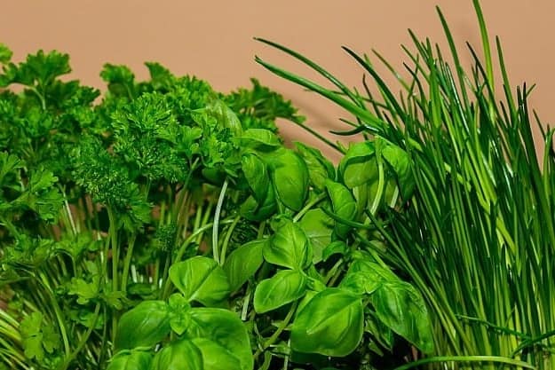 Grow Yourself A Chef's Indoor Herb Garden | Practical Garden Ideas For Winter For A More Productive Season