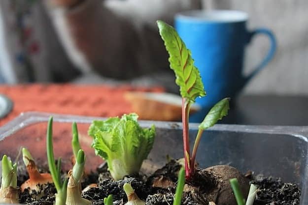 Grow Food From Scraps | Practical Garden Ideas For Winter For A More Productive Season
