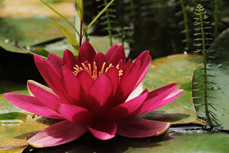 Blue Water Lily Seeds Water Plants Decoration for the Pond Pond Plants Pond Plant 
