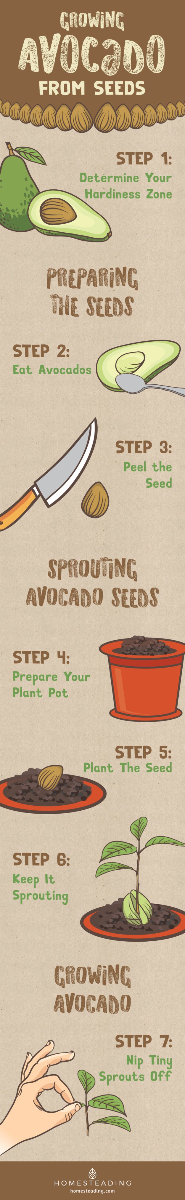 Growing Avocado From Seeds | Garden Season Guide | Infographic