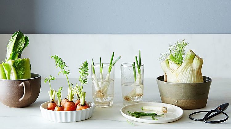 Growing Food From Scraps | 37 Kitchen Scraps You Can Regrow