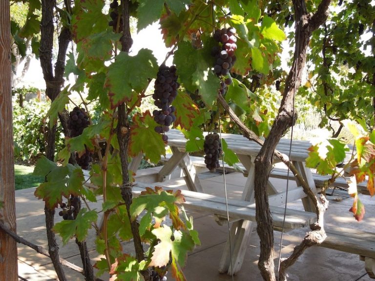 How To Build Grape Arbors Using This Practical Design And Growing Guide