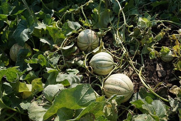Growing Cantaloupe From Seeds | A Practical Garden Season ...