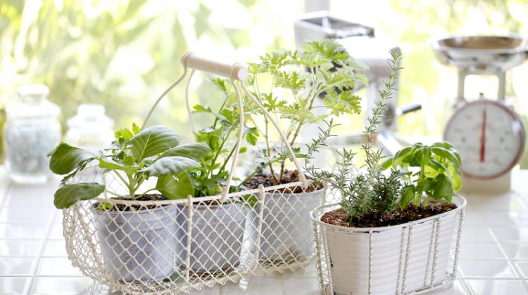Indoor Herb Garden How To Successfully Grow Herbs Indoors