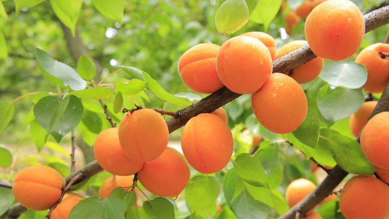 3 Apricot Seeds Fruit Tree Seeds Fast, Hardy