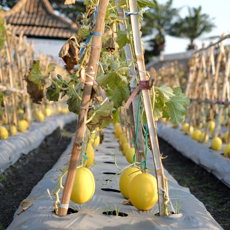 Early Honeymoon Honey Dew Melon Seed