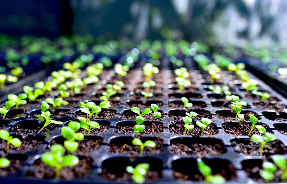 Seedlings Inside Planter | Growing Grapefruit From Seed in 5 Easy Steps