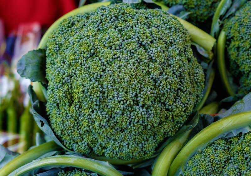 Brocolli | Fall Garden Crops | Fruits And Veggies Perfect To Grow This Season | Fall Season Garden Ideas