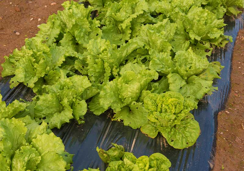 Home Grown Organic Autumn Lettuce | Fall Garden Crops | Fruits And Veggies Perfect To Grow This Season | Fall Season Garden Ideas