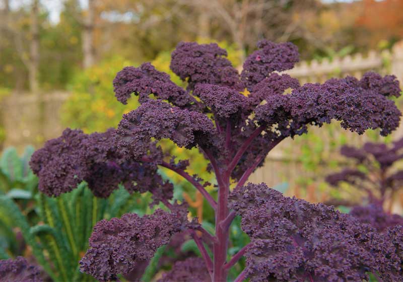 Home Grown Organic Purple Leaved Kale | Fall Garden Crops | Fruits And Veggies Perfect To Grow This Season | Fall Season Garden Ideas