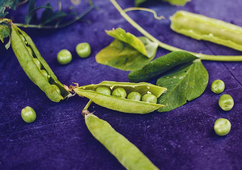 Raw green peas on dark backgound in the kitchen | Fall Garden Crops | Fruits And Veggies Perfect To Grow This Season | Fall Season Garden Ideas
