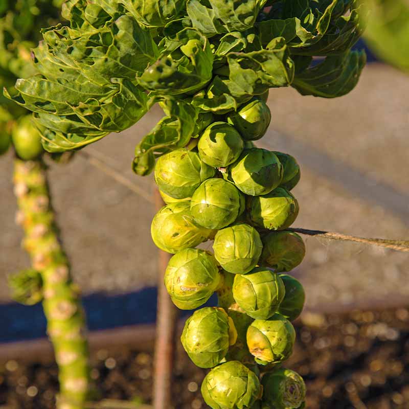 Ripe Brussels sprouts ready for picking | Fall Garden Crops | Fruits And Veggies Perfect To Grow This Season | Fall Season Garden Ideas