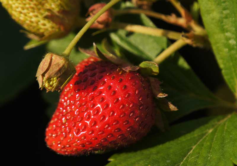 Strawberry garden plant | Fall Garden Crops | Fruits And Veggies Perfect To Grow This Season | Fall Season Garden Ideas