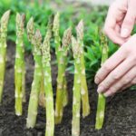 farmer planting asparagus into black soil in garden | Spring Vegetable Garden Plants Perfect For Spring Growing Season | vegetable garden plants | spring garden plants | Featured