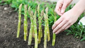 farmer planting asparagus into black soil in garden | Spring Vegetable Garden Plants Perfect For Spring Growing Season | vegetable garden plants | spring garden plants | Featured