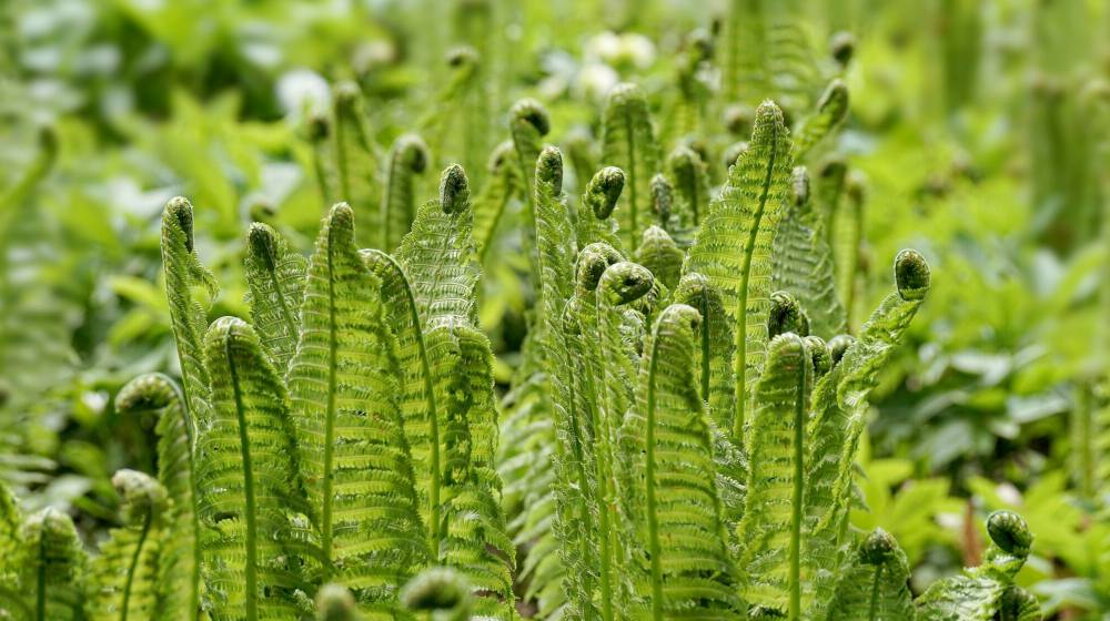 photo of fiddlehead ferns | Spring Vegetable Garden Plants Perfect For Spring Growing Season | vegetable garden plants | plants to grow in spring