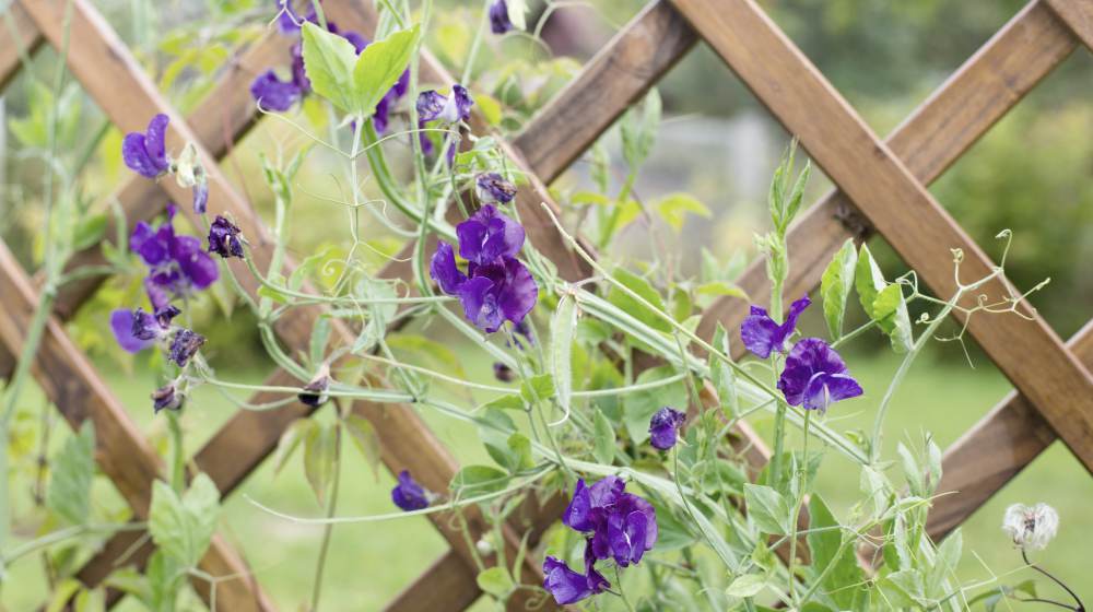 Lilac sweet peas on a wooden trellis | Small Garden Ideas And Tips | How To Design Gardens In Limited Spaces | small garden ideas | garden ideas