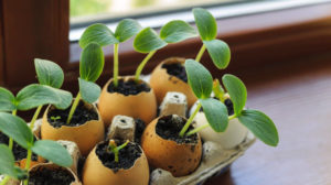 On the windowsill is a box of sprouts in egg shells | How To Use Eggshells In The Garden | Cost-Cutting Gardening Hacks | Featured