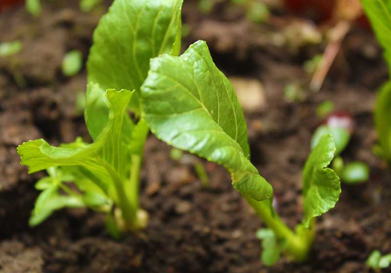 spinach vegetable plant seeds | Fall Garden Crops | Fruits And Veggies Perfect To Grow This Season | Fall Season Garden Ideas