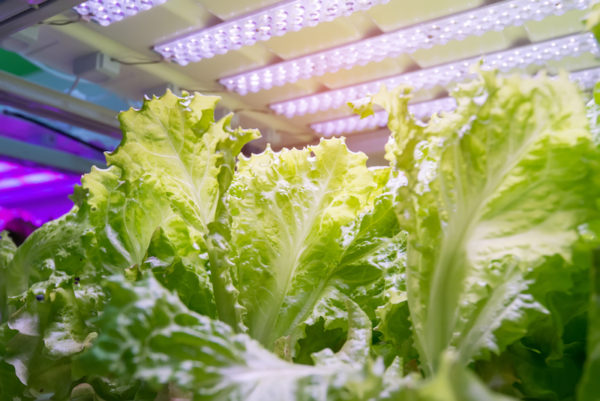 Diy Indoor Garden With Grow Light - Diy Indoor Vegetable Garden System