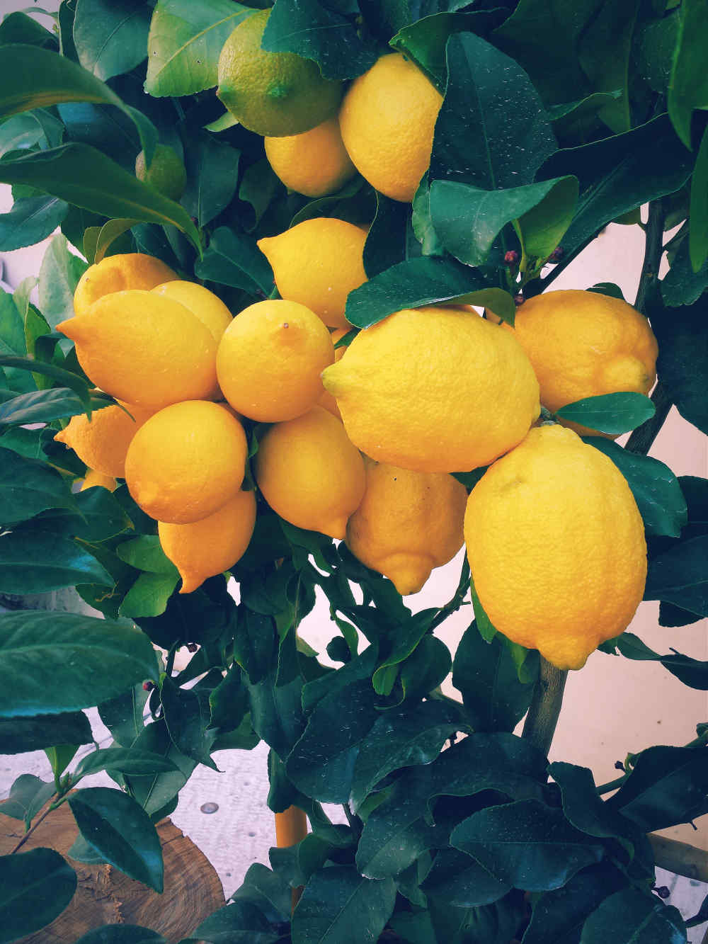 Bunch of yellow lemon | How To Grow A Lemon Tree From Seed | how to grow a lemon tree from a seed