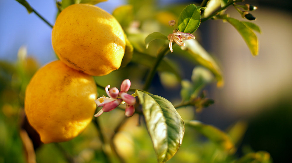 How To Grow A Lemon Tree From Seed: Foolproof Steps and ...