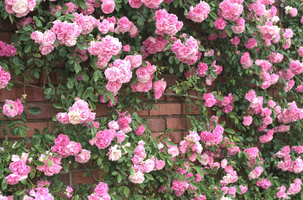 Full Bloom Pink Rambler Roses | How To Identify Rose Variety Like A Flower Expert | Garden Season Tips
