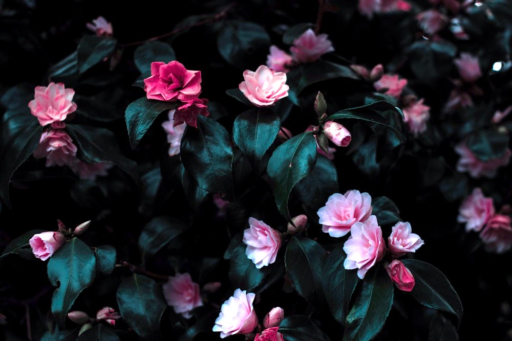 Pink Roses Full Bloom | How To Identify Rose Variety Like A Flower Expert | Garden Season Tips