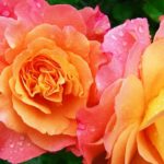 Roses in nature | Stunning Rose Variety Without Thorns For Hassle-Free Gardening | thornless roses meaning | Featured