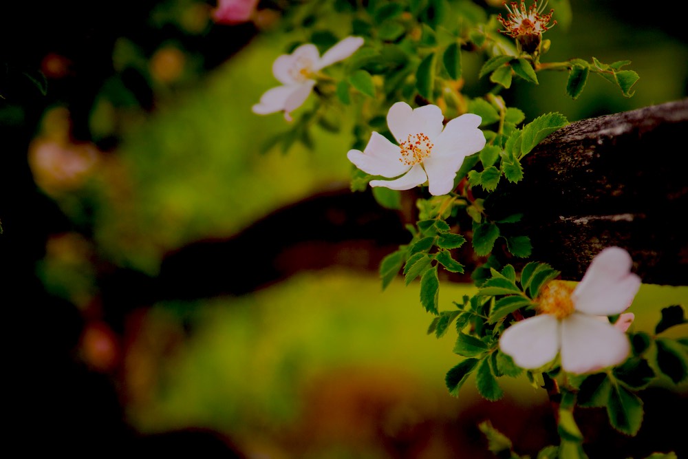 White Wild Roses | How To Identify Rose Variety Like A Flower Expert | Garden Season Tips
