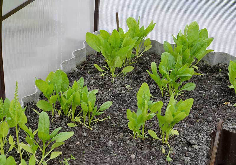 Spinach bed in the greenhouse | grow spinach