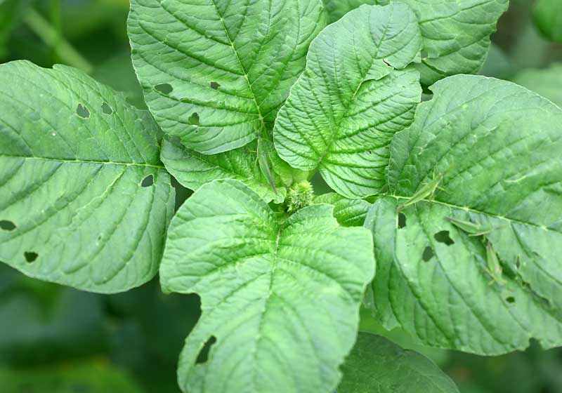 Spinach plants in the garden some leaves have holes | fall gardening