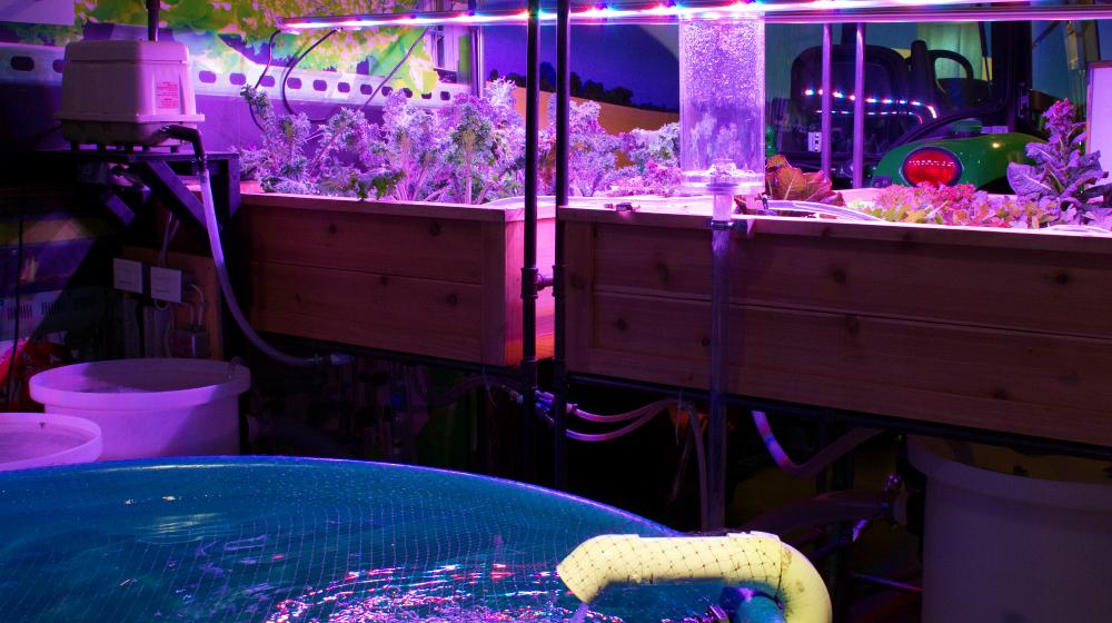 Aquaponics system setup | What Is Aquaponic Gardening And How Does It Work? | Featured