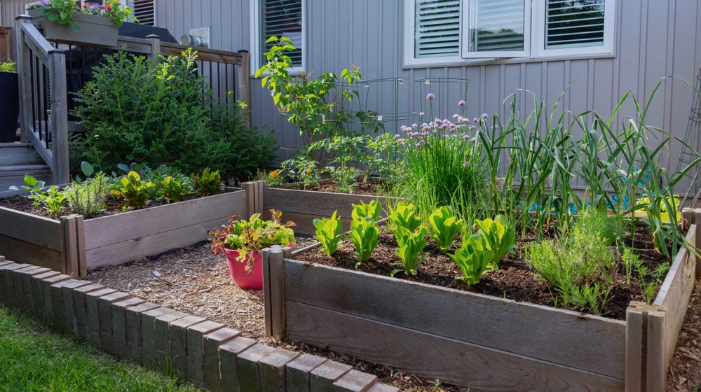Backyard Garden | Pros And Cons Of Square Foot Gardening | Garden Season | Featured
