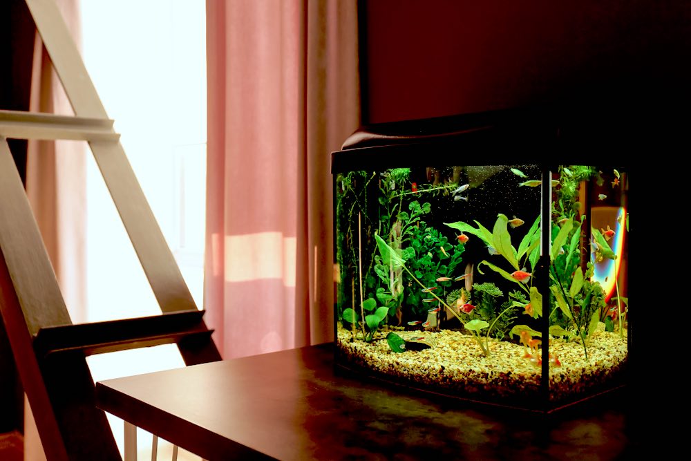 Fish Tank Indoor | What Is Aquaponic Gardening and How Does It Work?