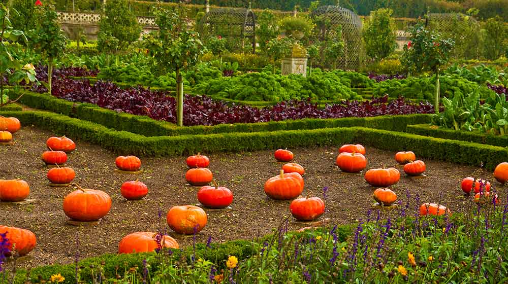 french vegetable garden with pumpkins | Vegetable Garden Design : How To Layout A Fall Garden | featured