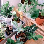 Green Leaf Plant With Pots | Creative Indoor Gardening Ideas You Can Do For The Holidays | Featured